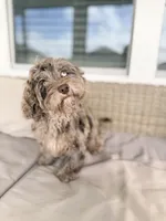 MICRO MINI MERLE TOY CAVAPOO || OBO , a male Cavapoo and Poodle - Toy  for sale in Gulf Shores, AL – 3 of 7