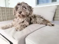 MICRO MINI MERLE TOY CAVAPOO || OBO , a male Cavapoo and Poodle - Toy  for sale in Gulf Shores, AL – 2 of 7