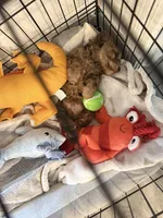 TITO, a male Cavapoo for sale in Daphne, AL – 7 of 9