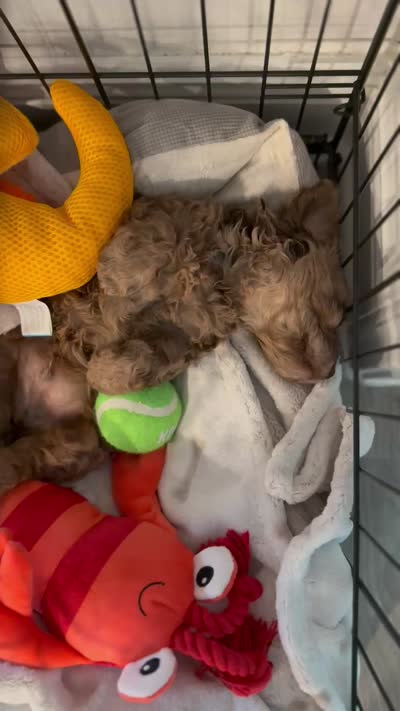 TITO, a male Cavapoo for sale in Daphne, AL – 9 of 9