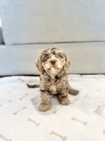 TITO, a male Cavapoo for sale in Daphne, AL – 2 of 9