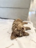 TITO, a male Cavapoo for sale in Daphne, AL – 3 of 9