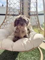MICRO MINI MERLE TOY CAVAPOO || OBO , a male Cavapoo and Poodle - Toy  for sale in Gulf Shores, AL – 1 of 7
