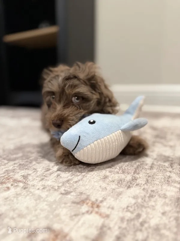 TITO - MICRO MINI MERLE TOY CAVAPOO || OBO  – Cavapoo, Poodle - Toy  puppy for sale in Gulf Shores, AL