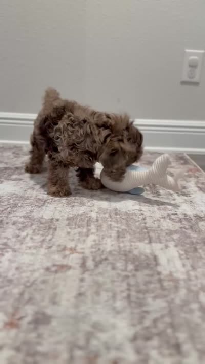 MICRO MINI MERLE TOY CAVAPOO || OBO , a male Cavapoo and Poodle - Toy  for sale in Gulf Shores, AL – 7 of 7