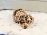 TITO, a male Cavapoo for sale in Daphne, AL – 6 of 9