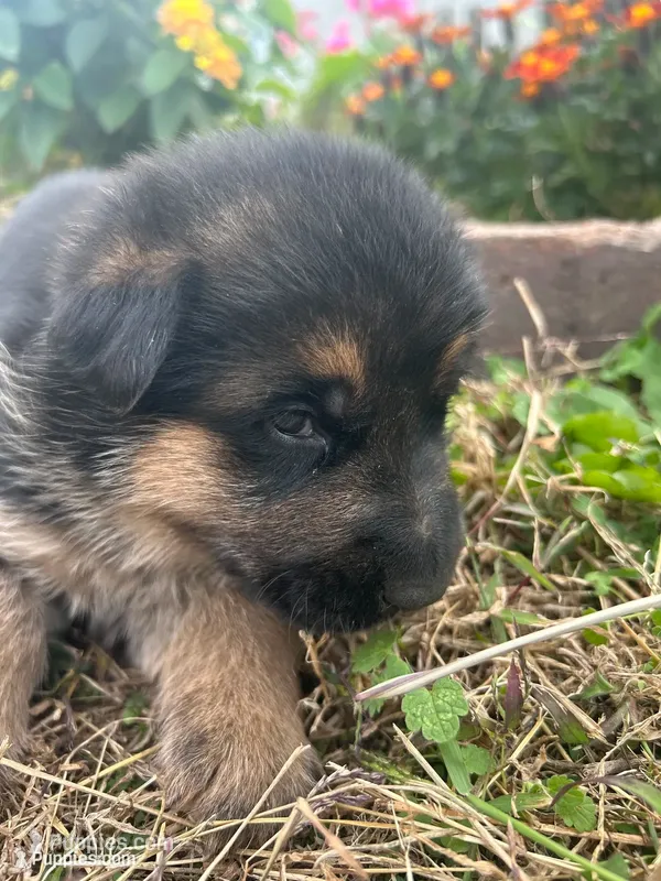 AKC Male - Orange collar – German Shepherd Dog puppy for sale in Chatsworth, IL
