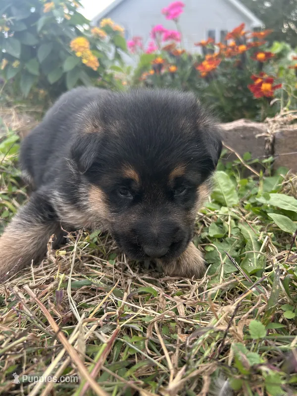 AKC Male - Orange collar – German Shepherd Dog puppy for sale in Chatsworth, IL