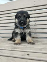 AKC Male - Blue Collar, a male German Shepherd Dog for sale in Chatsworth, IL – Photo 4 of 4