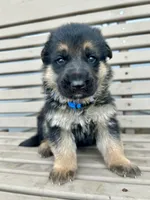 AKC Male - Blue Collar, a male German Shepherd Dog for sale in Chatsworth, IL – Photo 1 of 4