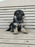 AKC Male - Blue Collar, a male German Shepherd Dog for sale in Chatsworth, IL – Photo 3 of 4