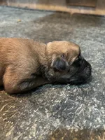 Axel - AKC English Mastiff, a male English Mastiff for sale in Chatsworth, IL – 5 of 8