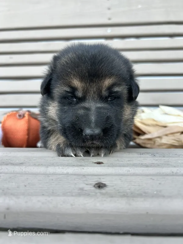 AKC Male - Black Collar – German Shepherd Dog puppy for sale in Chatsworth, IL