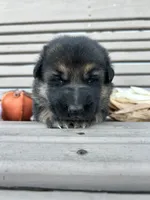 AKC Male - Black Collar, a male German Shepherd Dog for sale in Chatsworth, IL – 1 of 4