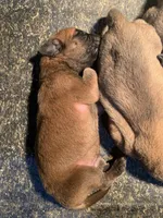 Axel - AKC English Mastiff, a male English Mastiff for sale in Chatsworth, IL – 8 of 8