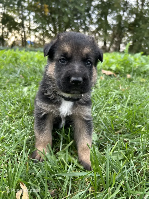 AKC Male - Black Collar – German Shepherd Dog puppy for sale in Chatsworth, IL