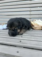 AKC Male - Black Collar, a male German Shepherd Dog for sale in Chatsworth, IL – 4 of 4