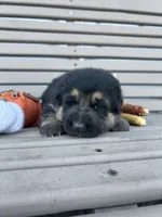 AKC Male - Blue Collar, a male German Shepherd Dog for sale in Chatsworth, IL – 3 of 3