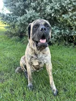 AKC English Mastiff Puppies coming soon!!, a  English Mastiff for sale in Chatsworth, IL – 2 of 3