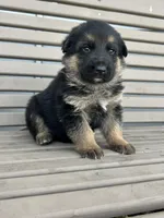 AKC Male - Black Collar, a male German Shepherd Dog for sale in Chatsworth, IL – Photo 4 of 5