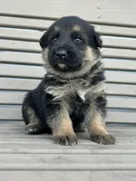 AKC Male - Black Collar, a male German Shepherd Dog for sale in Chatsworth, IL – Photo 3 of 5