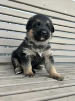 AKC Male - Black Collar, a male German Shepherd Dog for sale in Chatsworth, IL – Photo 5 of 5