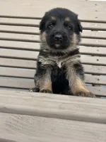 AKC Male - Black Collar, a male German Shepherd Dog for sale in Chatsworth, IL – Photo 2 of 5