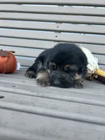 AKC Male - Lime Green collar, a male German Shepherd Dog for sale in Chatsworth, IL – 2 of 3
