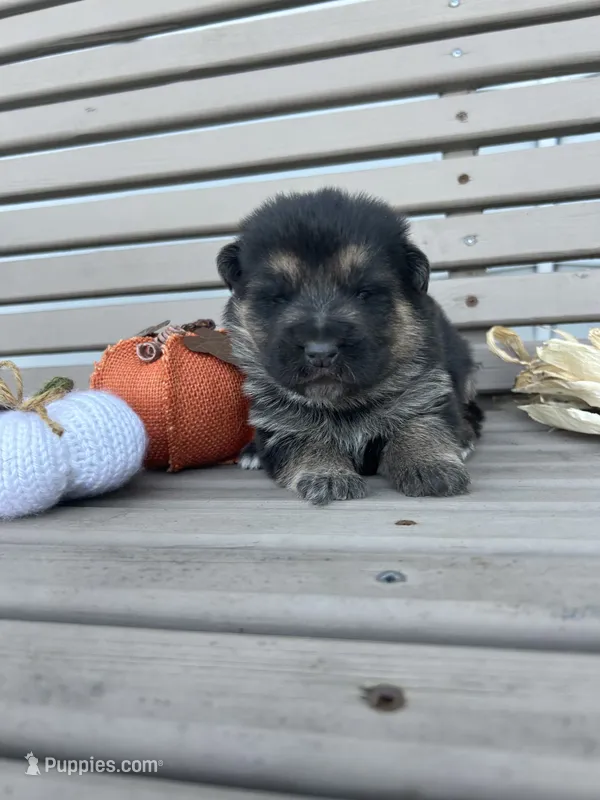 AKC Male - Red Collar – German Shepherd Dog puppy for sale in Chatsworth, IL