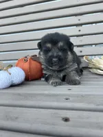 AKC Male - Red Collar, a male German Shepherd Dog for sale in Chatsworth, IL – 1 of 3