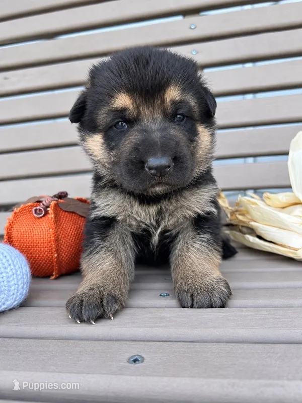 AKC Male - Blue Collar – German Shepherd Dog puppy for sale in Chatsworth, IL