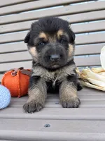 AKC Male - Blue Collar, a male German Shepherd Dog for sale in Chatsworth, IL – 1 of 3