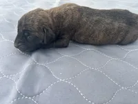 Ava - AKC English Mastiff, a female English Mastiff for sale in Chatsworth, IL – 2 of 3