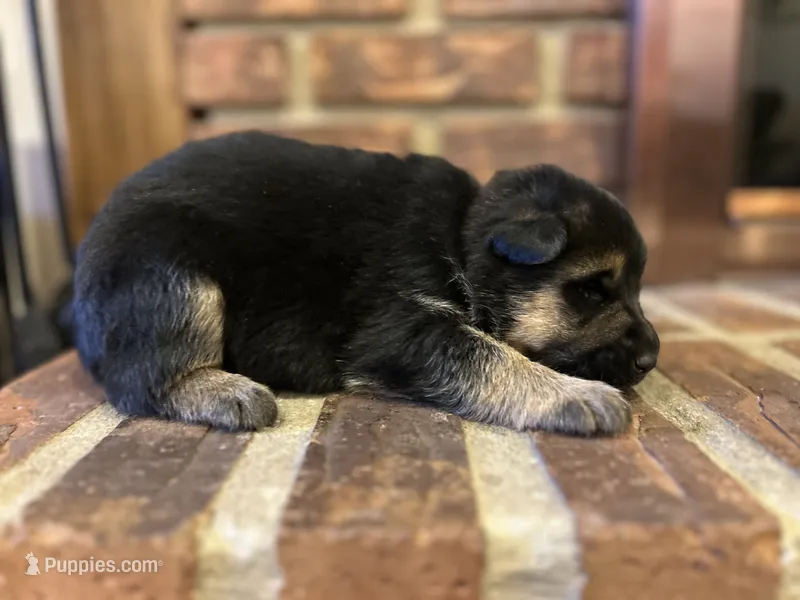 AKC Male - Orange collar – German Shepherd Dog puppy for sale in Chatsworth, IL