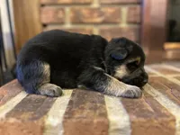 AKC Male - Orange collar, a male German Shepherd Dog for sale in Chatsworth, IL – 1 of 4