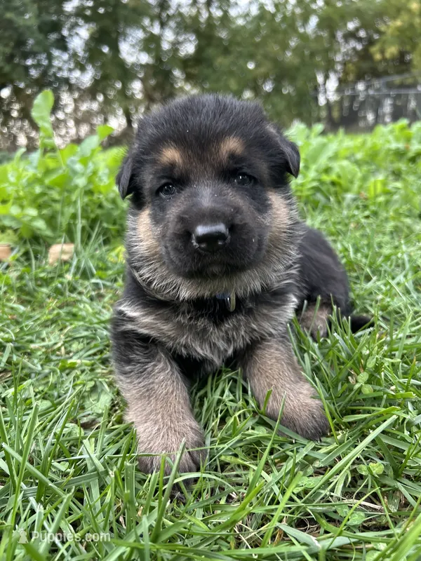AKC Male - Blue Collar – German Shepherd Dog puppy for sale in Chatsworth, IL