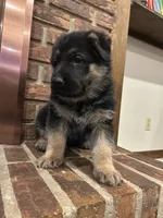 AKC Male - Light Blue, a male German Shepherd Dog for sale in Chatsworth, IL – Photo 6 of 8