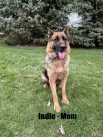 AKC Male - Light Blue, a male German Shepherd Dog for sale in Chatsworth, IL – Photo 8 of 8