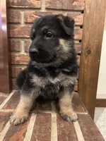 AKC Male - Light Blue, a male German Shepherd Dog for sale in Chatsworth, IL – Photo 2 of 8