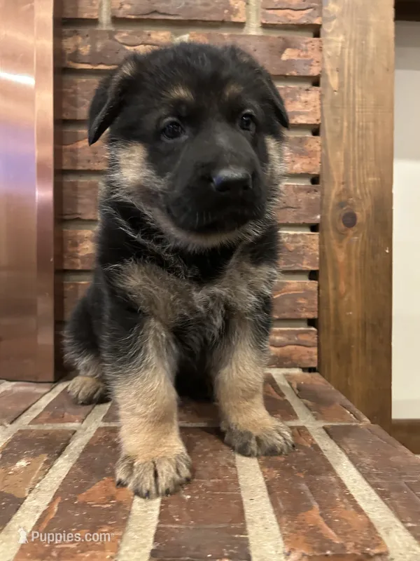 AKC Male - Light Blue