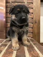 AKC Male - Light Blue, a male German Shepherd Dog for sale in Chatsworth, IL – Photo 1 of 8