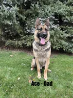 AKC Male - Light Blue, a male German Shepherd Dog for sale in Chatsworth, IL – Photo 7 of 8
