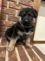 AKC Male - Light Blue, a male German Shepherd Dog for sale in Chatsworth, IL – Photo 4 of 8