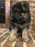 AKC Male - Light Blue, a male German Shepherd Dog for sale in Chatsworth, IL – Photo 3 of 8