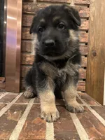 AKC Male - Light Blue, a male German Shepherd Dog for sale in Chatsworth, IL – Photo 5 of 8