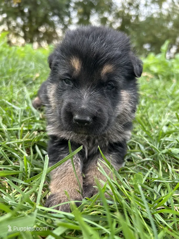 AKC Male - Gray Collar – German Shepherd Dog puppy for sale in Chatsworth, IL