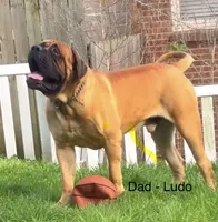 Axel - AKC English Mastiff, a male English Mastiff for sale in Chatsworth, IL – 6 of 8