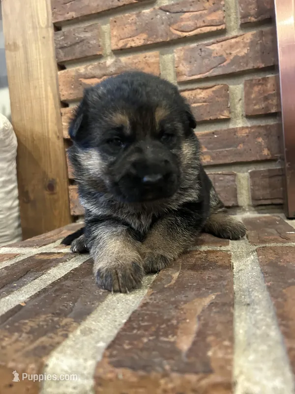AKC Female - Pink Collar – German Shepherd Dog puppy for sale in Chatsworth, IL