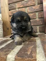 AKC Female - Pink Collar, a female German Shepherd Dog for sale in Chatsworth, IL – Photo 1 of 4