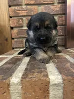 AKC Female - Pink Collar, a female German Shepherd Dog for sale in Chatsworth, IL – Photo 2 of 4